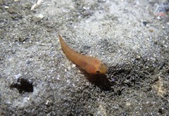 Cochleoceps orientalis