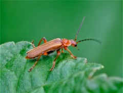 Cantharis rufa