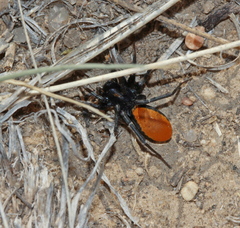 Castianeira descripta