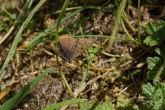 Lycaena tityrus