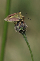 Carpocoris fuscispinus