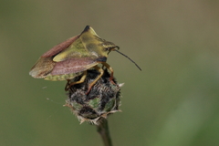Carpocoris fuscispinus