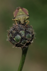 Carpocoris fuscispinus