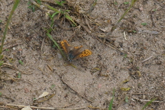 Lycaena tityrus