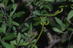 Cassytha ciliolata