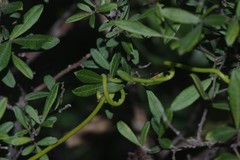 Cassytha ciliolata