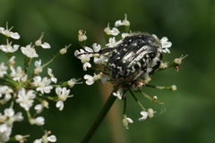 Oxythyrea funesta