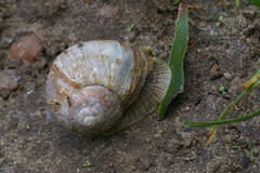 Helix pomatia