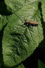 Agapanthia villosoviridescens