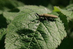 Agapanthia villosoviridescens