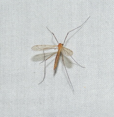 Limonia phragmitidis