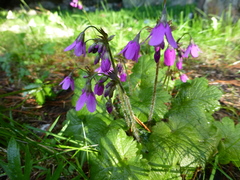 Primula matthioli