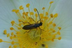 Alosterna tabacicolor