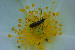 Alosterna tabacicolor