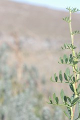 Notobubon laevigatum