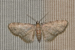 Eupithecia haworthiata