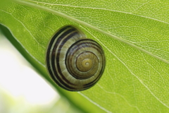 Cepaea
