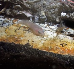 Aspasmogaster costata