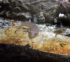 Aspasmogaster costata