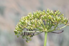 Notobubon laevigatum