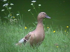 Anas platyrhynchos domesticus