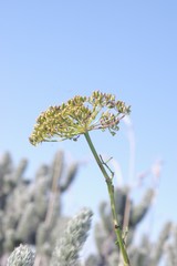 Notobubon laevigatum