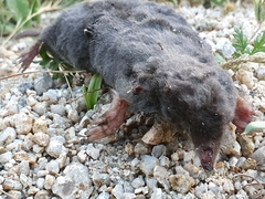 Talpa occidentalis