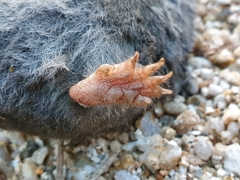 Talpa occidentalis