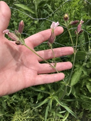 Melandrium