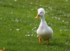 Anas platyrhynchos domesticus