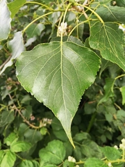 Populus nigra
