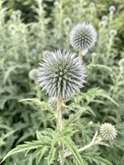 Echinops sphaerocephalus