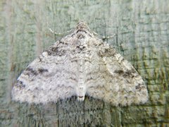 Lobophora nivigerata