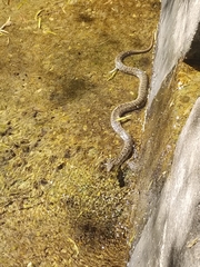 Nerodia erythrogaster