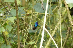 Campylopterus falcatus