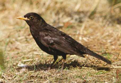 Turdus merula