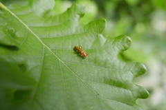 Cantharis cryptica
