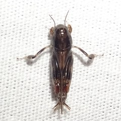 Neotridactylus