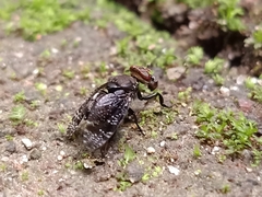 Platystoma seminationis