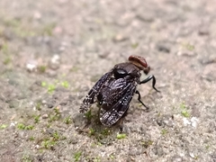 Platystoma seminationis