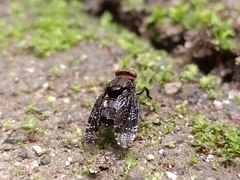 Platystoma seminationis