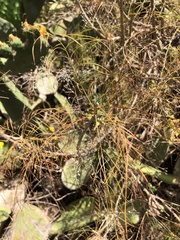 Sonchus leptocephalus