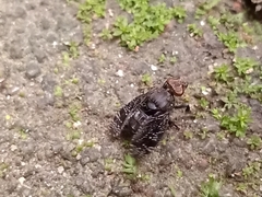 Platystoma seminationis