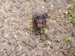 Platystoma seminationis