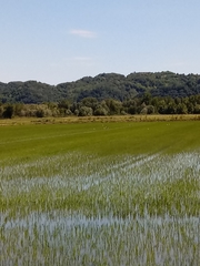 Himantopus himantopus