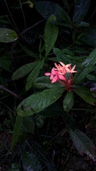 Ixora chinensis