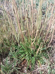 Plantago coronopus