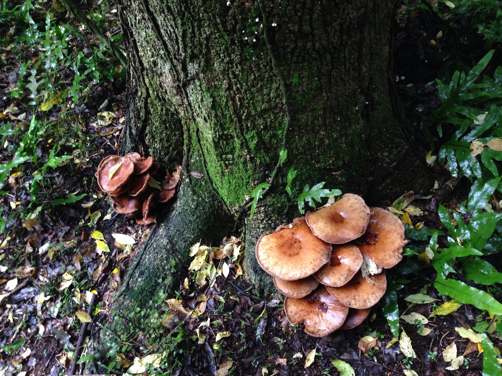 Agrocybe parasitica image