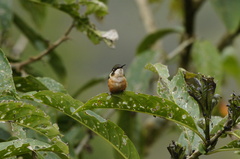Chaetocercus heliodor