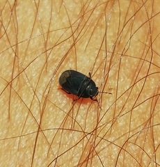 Ochetostethus